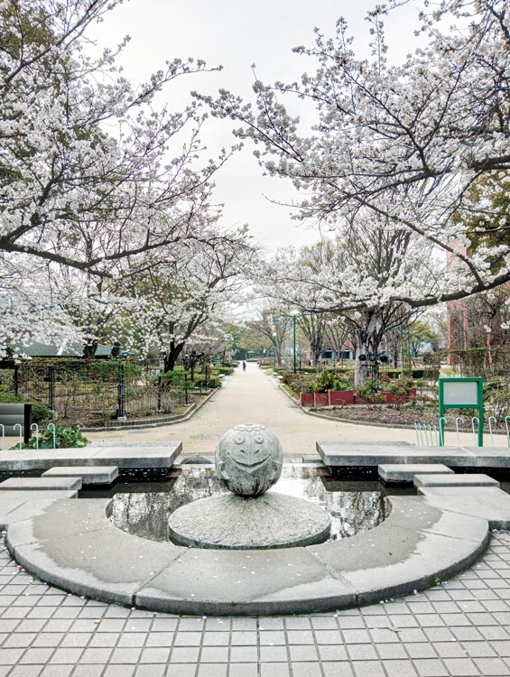 石橋文化センターの桜並木