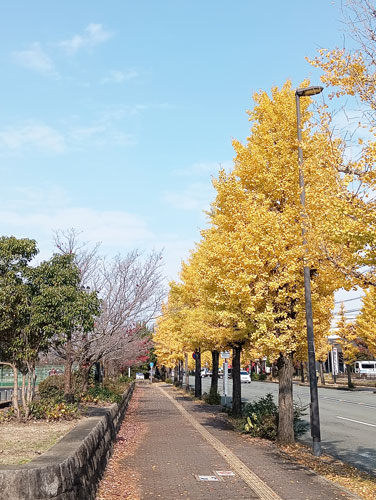 中央公園前のイチョウ並木